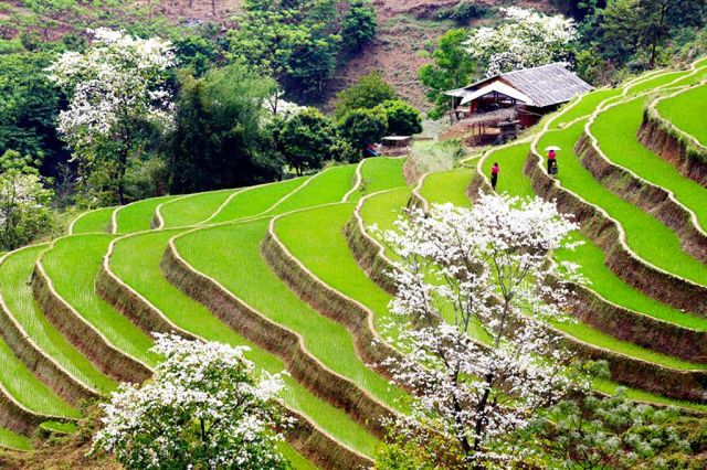 Hanoi - Ninh Binh - Pu Luong - Baie d'Halong - Luangprabang  10Jour/ 9Nuit